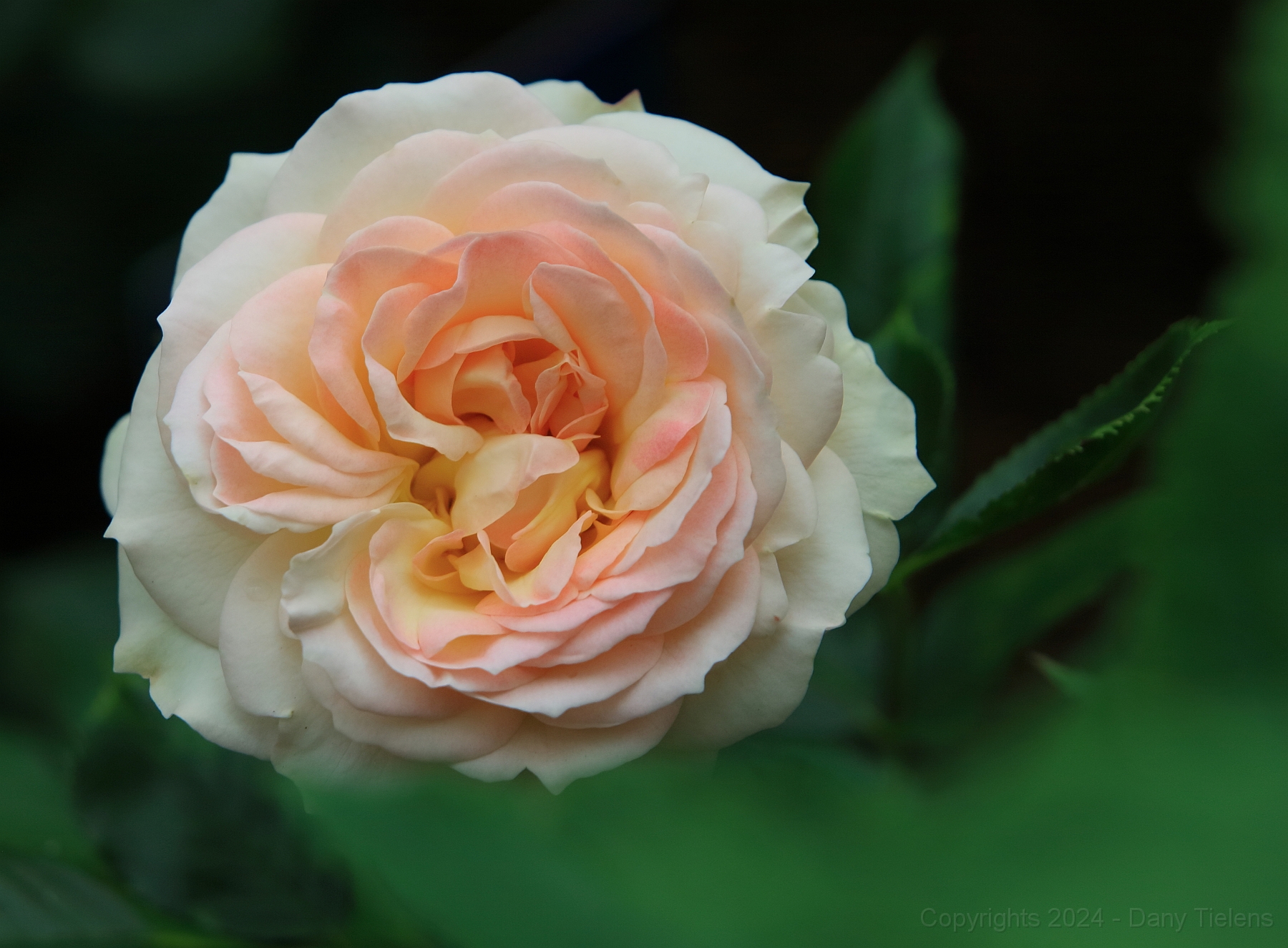 Rosa - 'Garden Of Roses'.JPG
